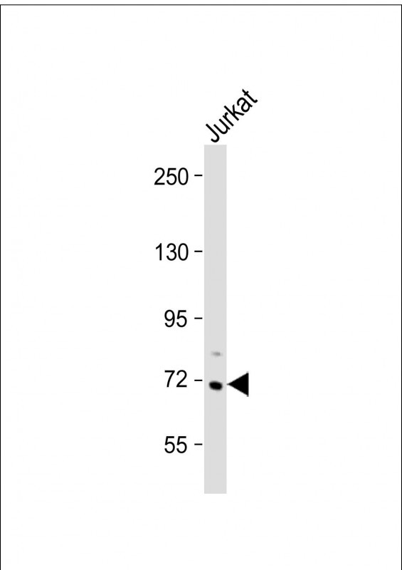 WB - HBS1L Antibody (Center) AP18556C