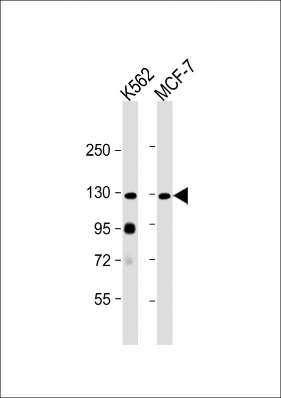 All lanes : Anti-hLLGL2-E180 at 1:2000 dilutionLane 1: K562 whole cell lysateLane 2: MCF-7 whole cell lysateLysates/proteins at 20 �g per lane. SecondaryGoat Anti-Rabbit IgG,  (H+L), Peroxidase conjugated at 1/10000 dilution. Predicted band size : 113 kDaBlocking/Dilution buffer: 5% NFDM/TBST.