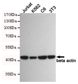 WB - Anti-β-Actin Antibody AP53385