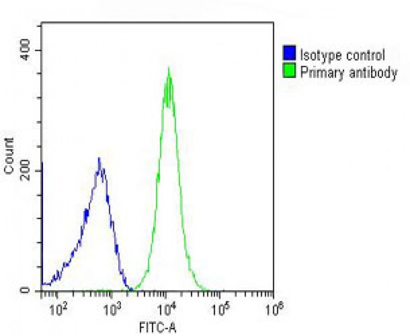 FC - SCNN1A Antibody (Center) AP8804C