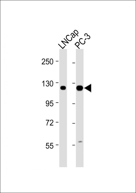 WB - DSPP Antibody (N-term) AP18118a