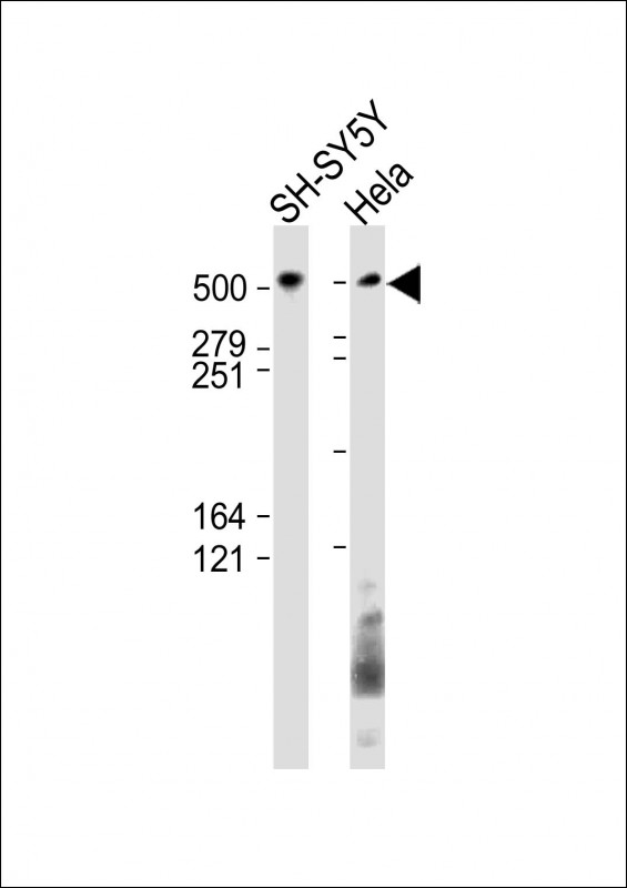 All lanes : Anti-BIRC6 Antibody (C-Term) at 1:1000 dilutionLane 1: SH-SY5Y whole cell lysateLane 2: Hela whole cell lysateLysates/proteins at 20 �g per lane. SecondaryGoat Anti-Rabbit IgG,  (H+L), Peroxidase conjugated at 1/10000 dilution. Predicted band size : 530 kDaBlocking/Dilution buffer: 5% NFDM/TBST.