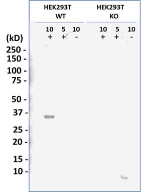 WB - LIN28B Antibody [Knockout Validated] AW5710-U100