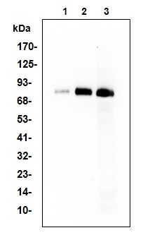 WB - Lactoferrin Antibody ABV11802-30