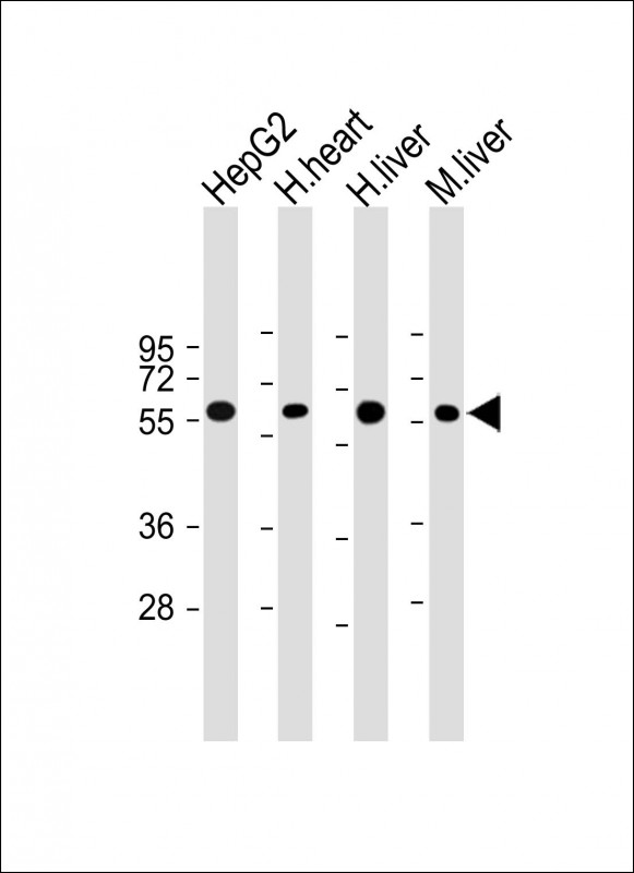 All lanes : Anti-Cry2 Antibody at 1:4000 dilutionLane 1: HepG2 whole cell lysateLane 2: Human heart lysateLane 3: Human liver lysateLane 4: Mouse liver lysateLysates/proteins at 20 �g per lane. SecondaryGoat Anti-mouse IgG,  (H+L), Peroxidase conjugated at 1/10000 dilution. Predicted band size : 67 kDaBlocking/Dilution buffer: 5% NFDM/TBST.