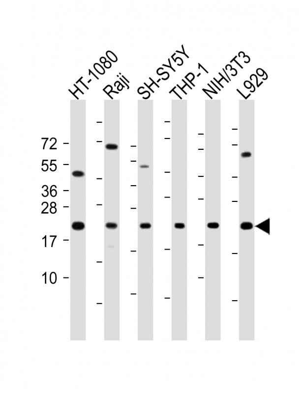 WB - Bax Antibody (BH3 Domain Specific) AP1302a