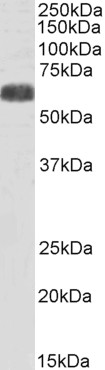 WB - Goat Anti-SLC7A6 / y+LAT-2 (C Terminus) Antibody AF4318a