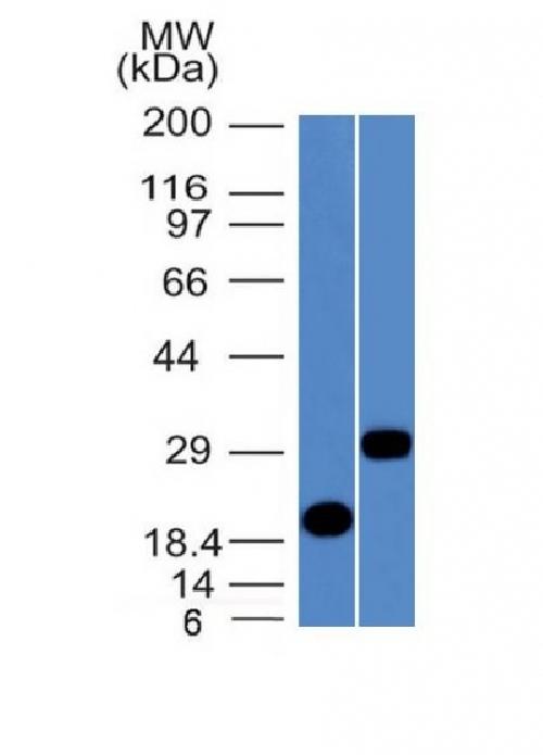 WB - Anti-CELA3B / ELA3B Antibody AH13235-20