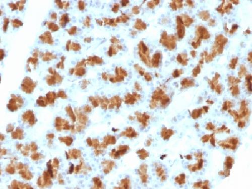 IHC-P - Anti-CELA3B / ELA3B Antibody AH13237-20