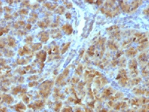 IHC-P - Anti-CELA3B / ELA3B Antibody AH13237-20