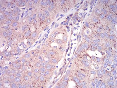 IHC - Mouse Monoclonal Antibody to SEC31A AO2339a