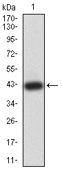 WB - Mouse Monoclonal Antibody to APBA2 AO2485a