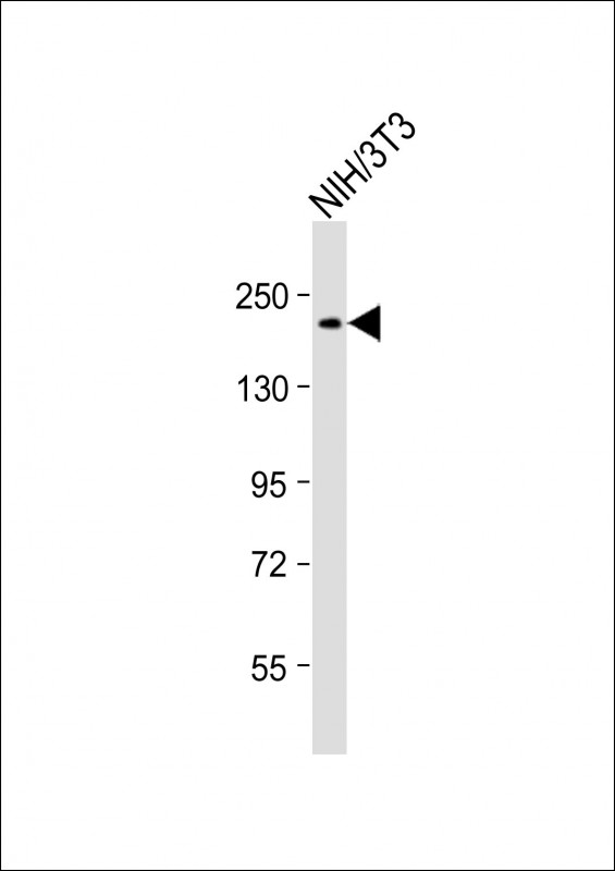 Anti-POLA1 Antibody (C-Term) at 1:2000 dilution + NIH/3T3 whole cell lysateLysates/proteins at 20 �g per lane. SecondaryGoat Anti-Rabbit IgG,  (H+L), Peroxidase conjugated at 1/10000 dilution. Predicted band size : 166 kDaBlocking/Dilution buffer: 5% NFDM/TBST.