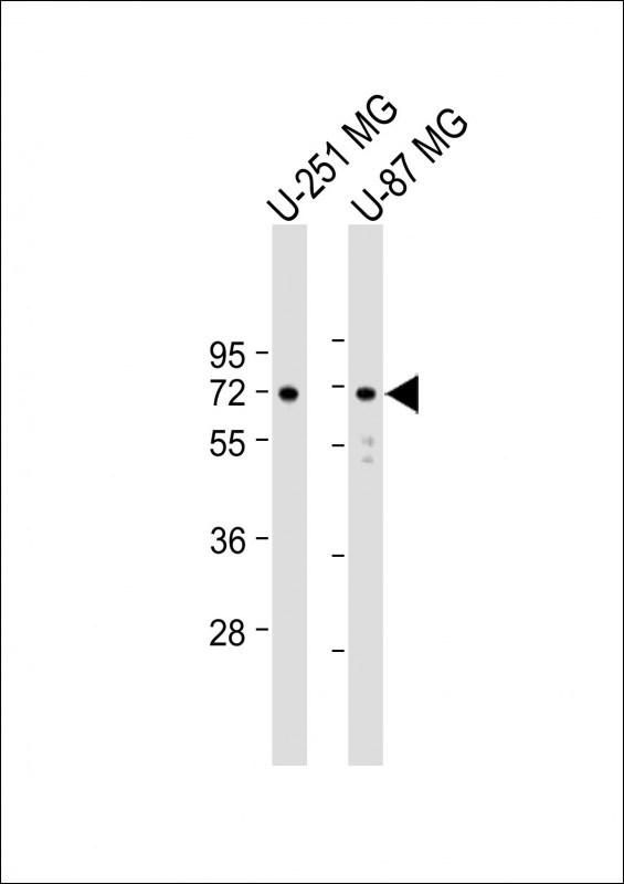 All lanes : Anti-APLP1 Antibody (C-Term) at 1:2000 dilutionLane 1: U-251 MG whole cell lysateLane 2: U-87 MG whole cell lysateLysates/proteins at 20 �g per lane. SecondaryGoat Anti-Rabbit IgG,  (H+L), Peroxidase conjugated at 1/10000 dilution. Predicted band size : 72 kDaBlocking/Dilution buffer: 5% NFDM/TBST.