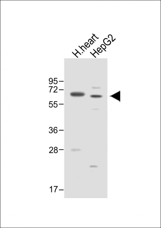 WB - ASPG Antibody (Center) AP13630c