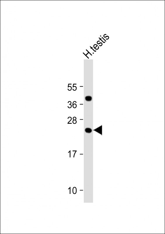 WB - FAM3A Antibody (C-Term) AP22345b