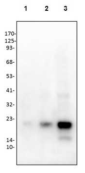 WB - Anti-PLGF-2 Antibody ABV12034-30
