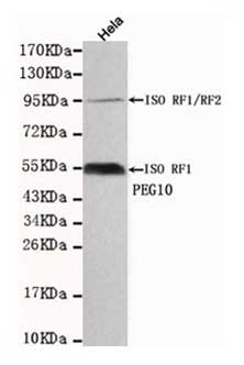 WB - Anti-PEG10 Antibody (1E2-F12-C12) ABV12052-100