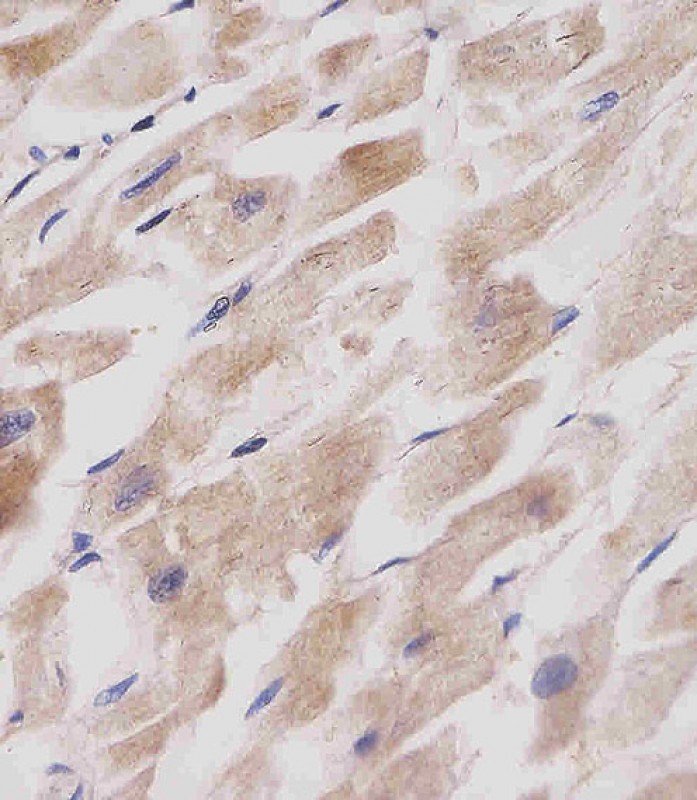 IHC-P - GABARAP Antibody (N-term) AP1821a