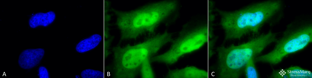  - HSF1 Antibody ASM10028