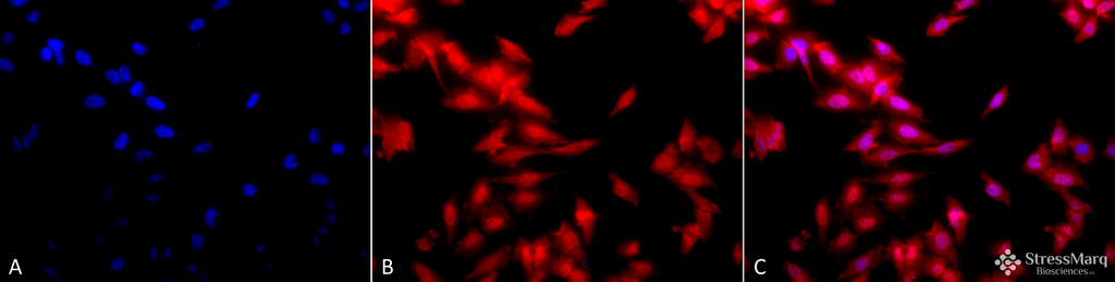 - HSF1 Antibody ASM10028