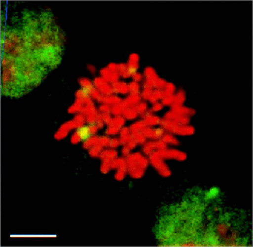  - HSF1 Antibody ASM10028