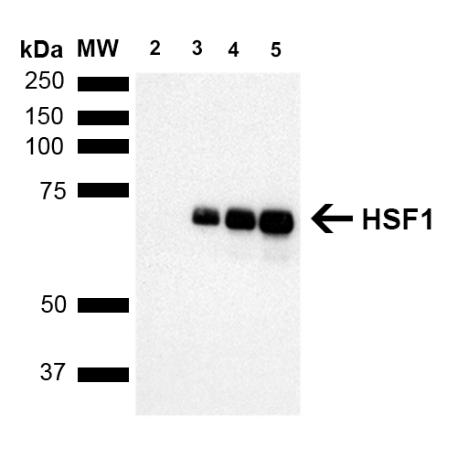 WB - HSF1 Antibody ASM10028