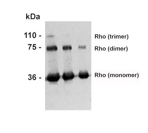 WB - Rhodopsin Antibody ASM10114