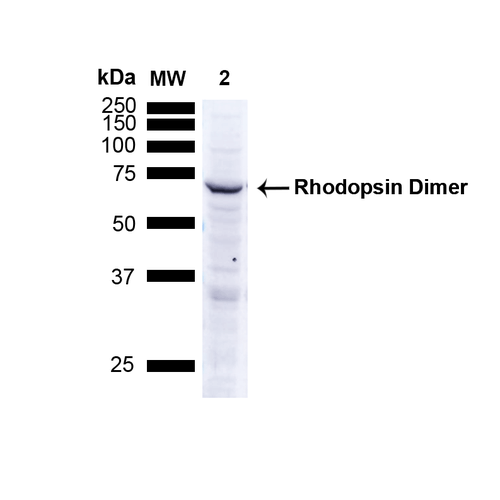 WB - Rhodopsin Antibody ASM10114