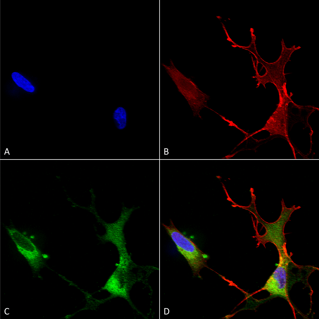  - Cav1.2 Antibody ASM10178