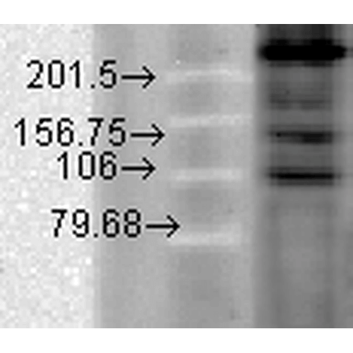 WB - Cav1.2 Antibody ASM10178