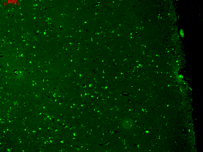 IHC - KCNQ1 Antibody ASM10185