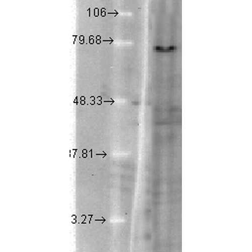 WB - KCNQ1 Antibody ASM10185