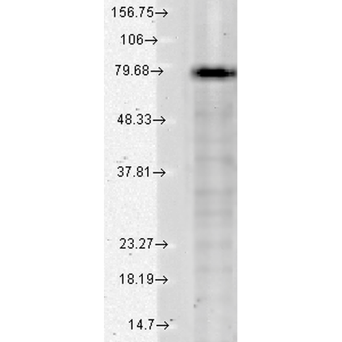 WB - KCNQ1 Antibody ASM10185