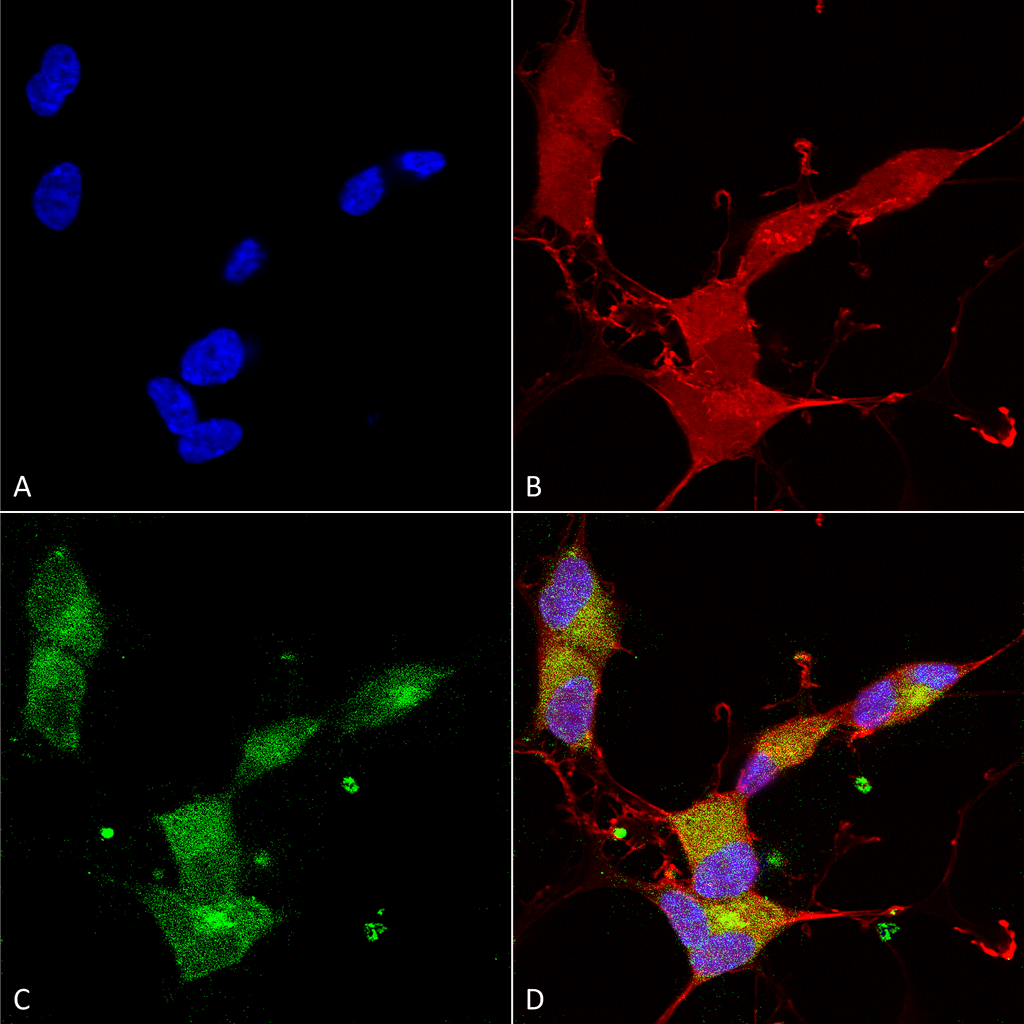  - KCNQ4 Antibody ASM10187