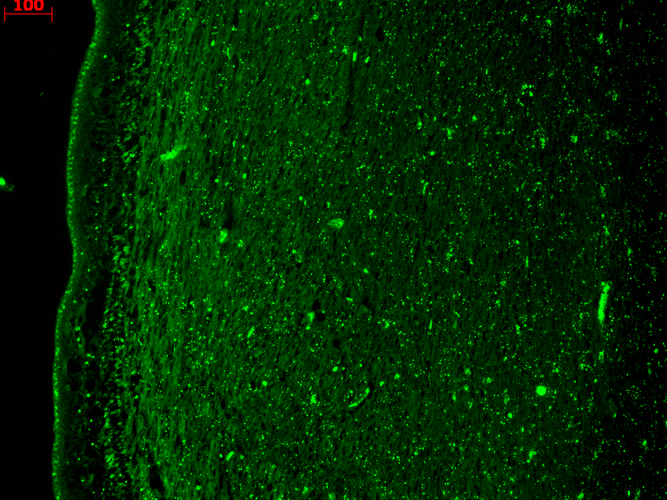 IHC - KCNQ4 Antibody ASM10187