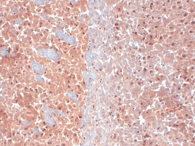 IHC - KCNQ4 Antibody ASM10187