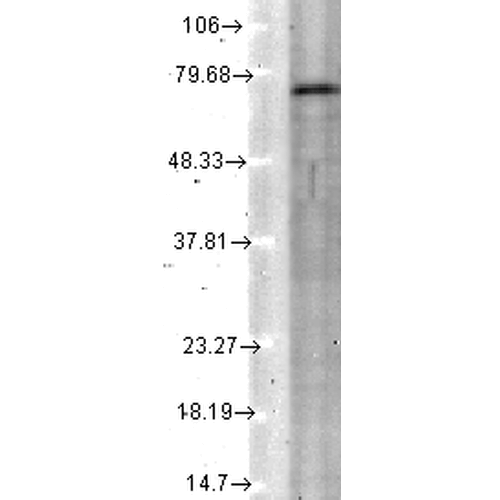 WB - KCNQ4 Antibody ASM10187