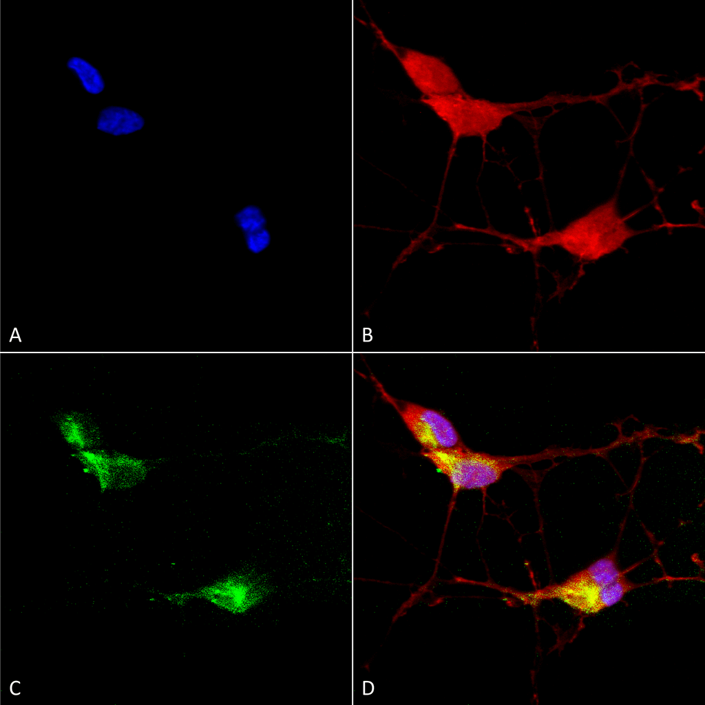  - TrpV3 Antibody ASM10197