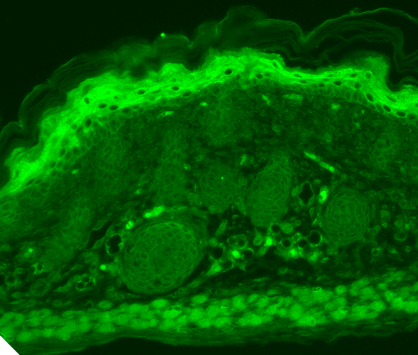 IHC - TrpV3 Antibody ASM10197