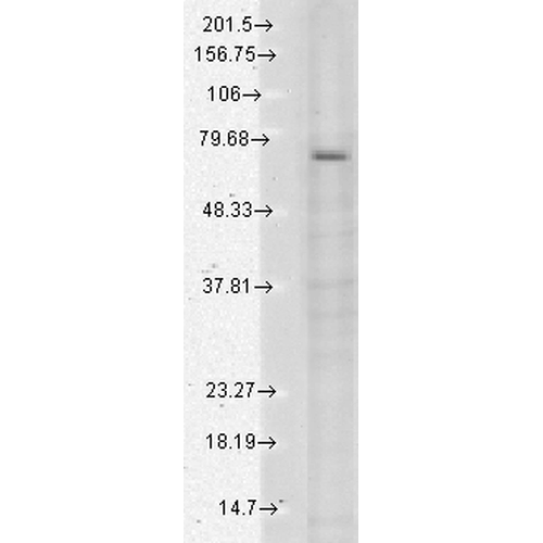 WB - TrpV3 Antibody ASM10197