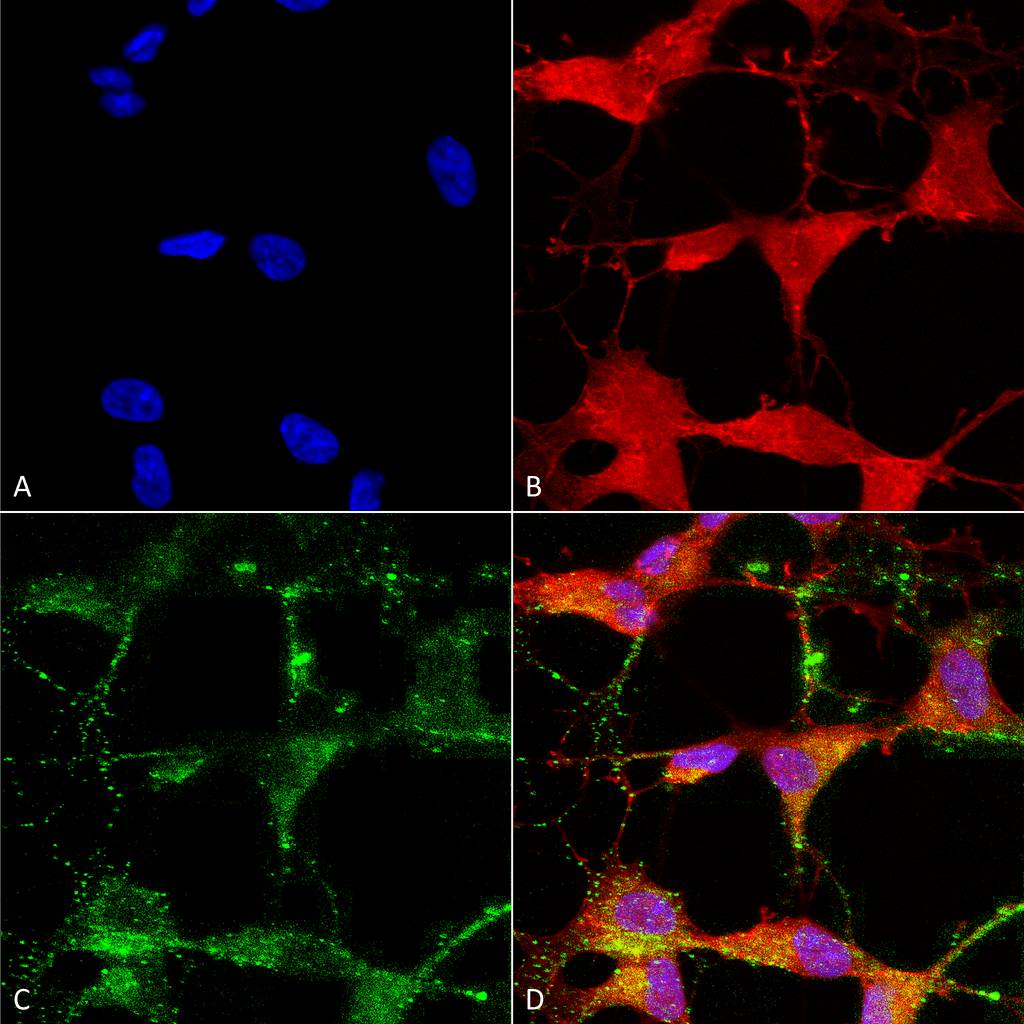  - TrpV3 Antibody ASM10210