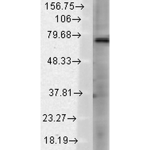 WB - TrpV3 Antibody ASM10210