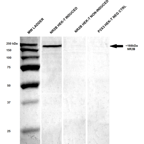 WB - GluN2B/NR2B Antibody ASM10213