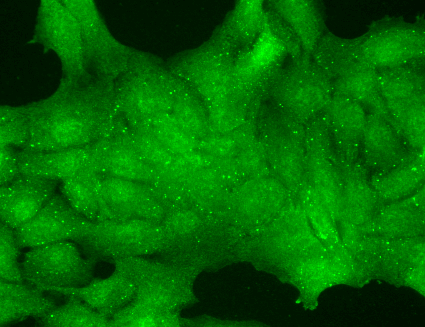  - TrpC7 Antibody ASM10219