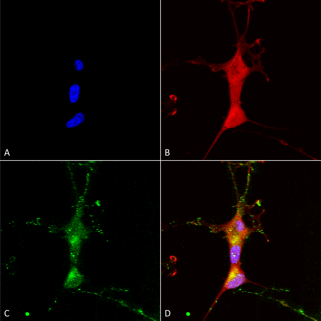  - TrpC7 Antibody ASM10219