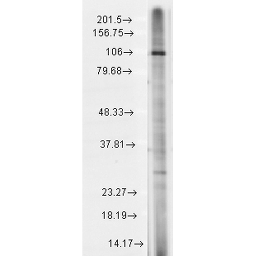 WB - TrpC7 Antibody ASM10219