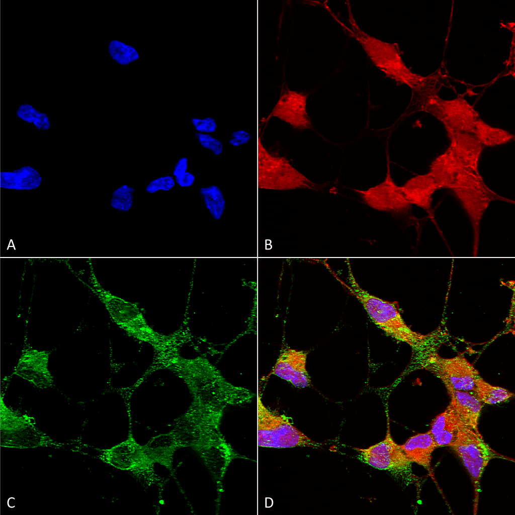  - TrpC5 Antibody ASM10220