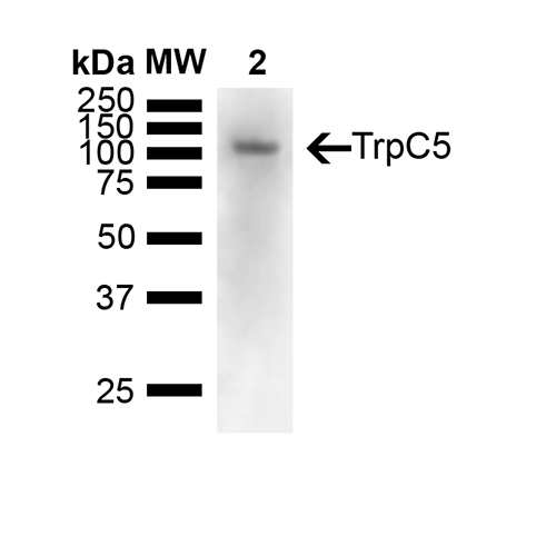 WB - TrpC5 Antibody ASM10220