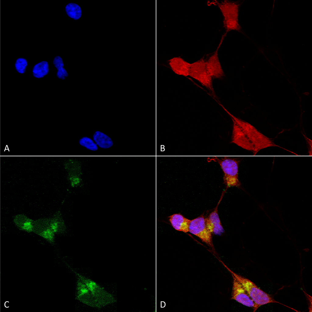  - GABA-A Receptor Delta Antibody ASM10221